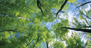 Ground up view of tall trees with green foliage.